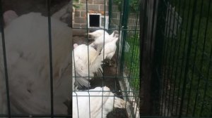 Индюки в три месяца . Белая широкогрудая .