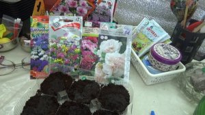 Львиный зев,посев.