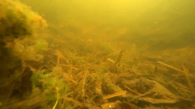 Сквозь Лес смотреть онлайн