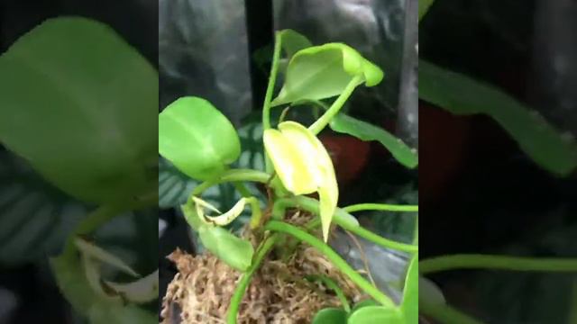 Philodendron Bipennifolium Aurea (Gold Violin) смотреть онлайн