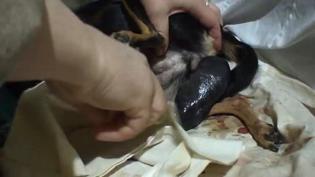 РОДЫ той-терьера часть 5 / РОЖДЕНИЕ ЩЕНКА ГОЛОВОЙ ВПЕРЁД. ВНИМАНИЕ!!! ВИДЕО НЕ ДЛЯ БРЕЗГЛИВЫХ!!! смотреть онлайн