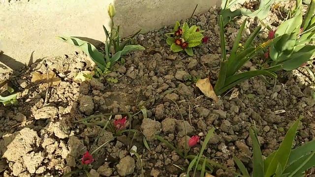 Анютины глазки, ботанический тюльпан,примула, древовидный пион. Что посадить на небольшую клубму. смотреть онлайн