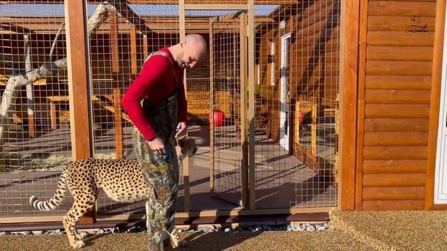 Гепард Герда не хочет слушаться! Герда сегодня устроила забастовку