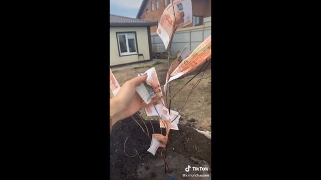 Денежное дерево : часть 2. Сбор урожая и как ухаживать за деревом. (В.Мюнхаузен) смотреть онлайн