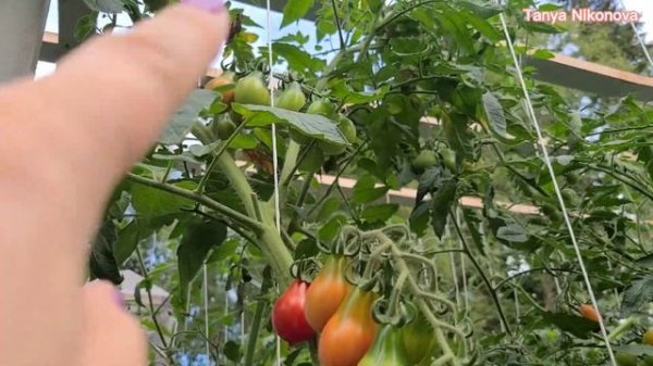 ТОМАТ ЧЕРРИ КРАСНАЯ ГРУША. ОБЗОР КУСТА И ПОМИДОРОК. CHERRY TOMATO RED PEAR.