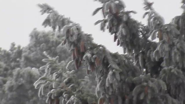 Зима шишки на елке смотреть онлайн