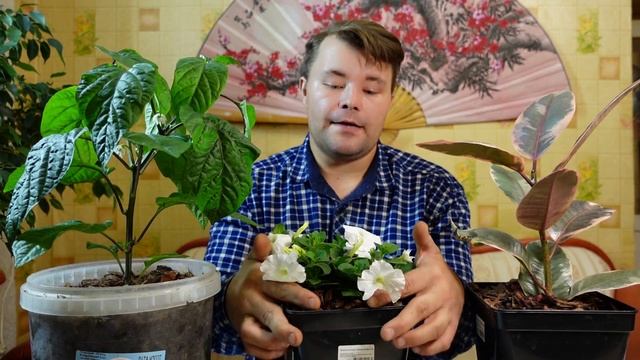 #Мульчирую растения в горшках. Зачем я это делаю??? смотреть онлайн