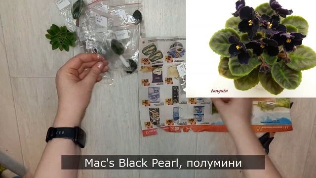 18 новых интересных сортов фиалок, обзор посылки, фиалки, которые мне очень понравились цветением смотреть онлайн