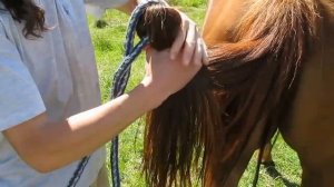 Как привязать веревку к хвосту лошади