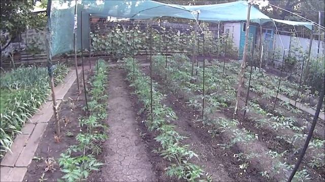 МОЕ ХОЗЯЙСТВО =КУРЫ ,БРОЙЛЕРЫ И РОЗЫ . смотреть онлайн