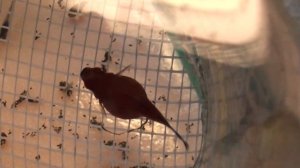 Когда ПЕЦИЛИИ БАЛЛОН пора рожать? Отсаживаем ДИСКОВУЮ ПЕЦИЛИЮ на роды.