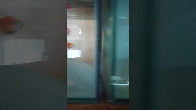 Тернеция- на нерест #shorts смотреть онлайн