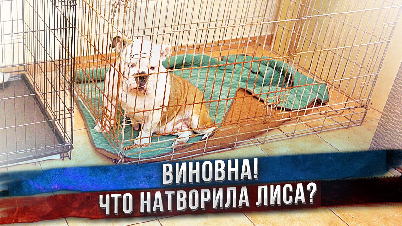 За что собаку заперли в клетку?! Как она провинилась? смотреть онлайн