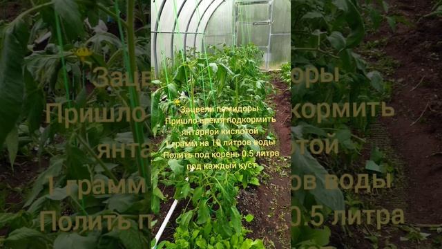 подкормка томатов янтарной кислотой во время цветения 1грамм на 10 литров воды смотреть онлайн