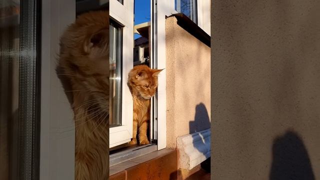 Жизнь рыжего кота Майк-куна смотреть онлайн