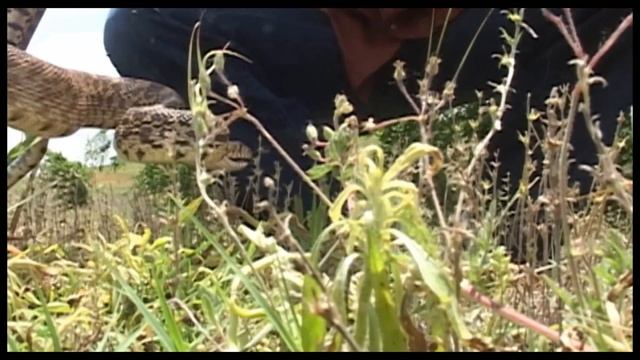 SCARY MACHO SNAKE (hissing loudly) смотреть онлайн