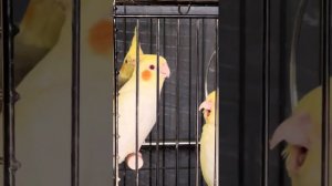 Пение Самца Кореллы