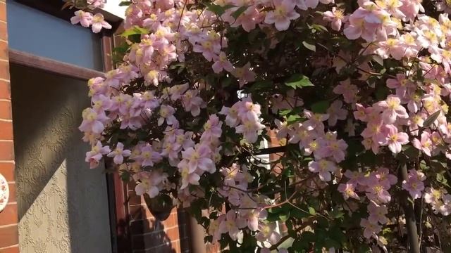 Clematis Montana 'Mayleen' at its stunning best! смотреть онлайн