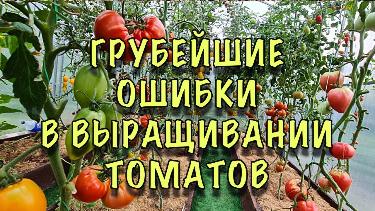 НЕ ДЕЛАЙТЕ ЭТИХ ОШИБОК! Томаты ТОЧНО ЗАБОЛЕЮТ ФИТОФТОРОЙ и дадут ПЛОХОЙ урожай! смотреть онлайн