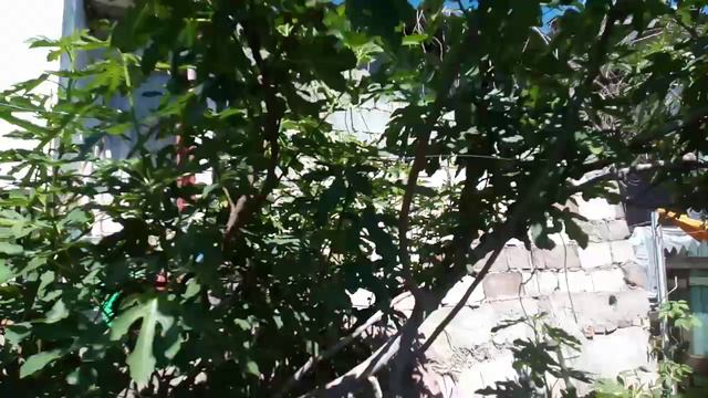 Инжир Рандино. Мариуполь 18.0722 - 2 часть. смотреть онлайн
