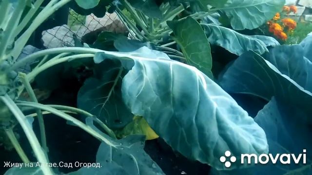 Лучший гибрид брокколи. Брюссельская капуста. Первый урожай. смотреть онлайн