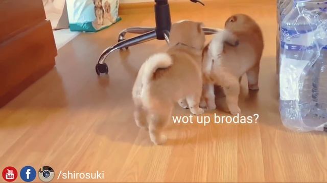 How to get your Potat's attention? смотреть онлайн