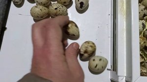 Сколько может храниться инкубационное яйцо? Часть 2.