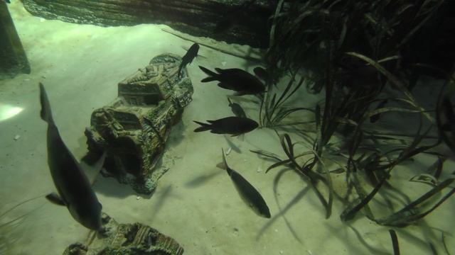 Panasonic HC-X1000 4K-Testaufnahmen: Sealife смотреть онлайн