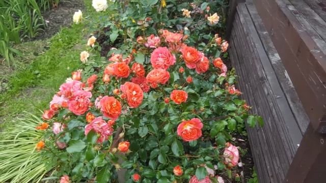 Роза Братья Гримм, Вечный огонь (Brothers Grimm, Eternal Flame) смотреть онлайн