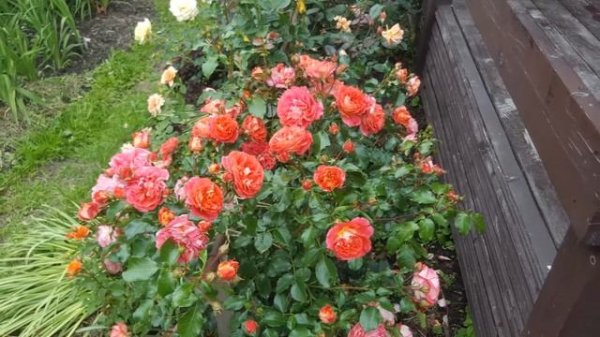 Роза Братья Гримм, Вечный огонь (Brothers Grimm, Eternal Flame)