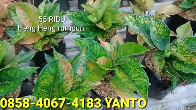 BAGIAN 2 👉JUWAL AGLONEMA HARGA MURAH SAYA JUAL AGLONEMA HARGA RUMPUN SIAP KIRIM ADA INDONESIA смотреть онлайн