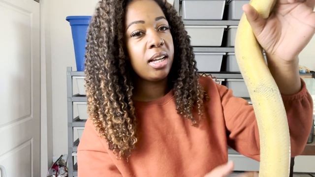 MY FAVORITE SNAKES IN MY COLLECTION | TOP 10 COUNTDOWN | BALL PYTHON BREEDER | PRECIOUS PYTHONS смотреть онлайн