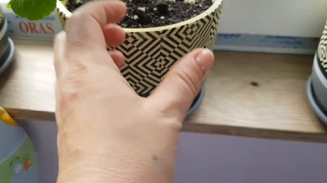 В доме появились пеларгонии, пересадка. смотреть онлайн