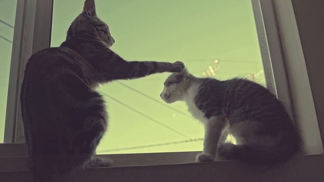 парочка лапочек