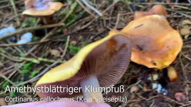 Pilze im Oktober | 13.10.2019 | Tannenstachelbart, Semmelstoppelpilze, Rötelritterlinge смотреть онлайн