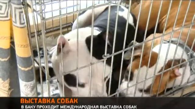 ВЫСТАВКА СОБАК смотреть онлайн