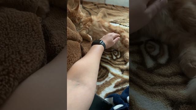 Очень ласковый котёнок мейн-кун Один. смотреть онлайн