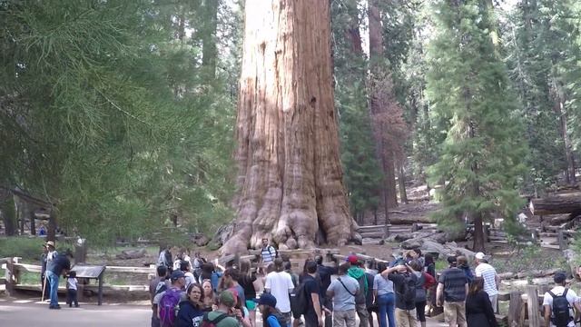 Worlds Biggest Tree - General Sherman Tree смотреть онлайн