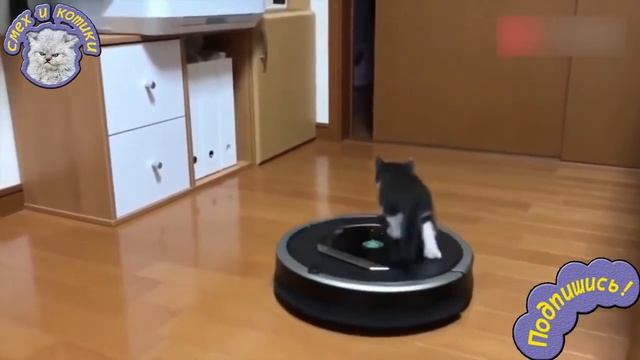 Кот Катается На Роботе Пылесосе смотреть онлайн