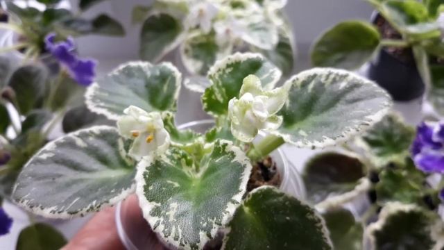 Сияющий неКолокольчик. Первое цветение новых сортов фиалок. смотреть онлайн