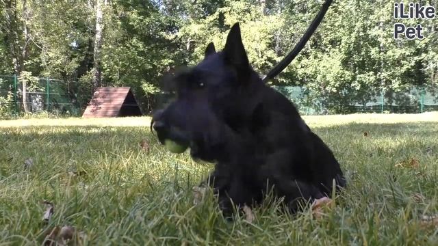 Как выбрать поводок для собаки? смотреть онлайн