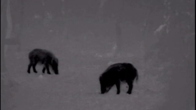 Part 24. Wild boar hunt, pulsar helion xq38f смотреть онлайн