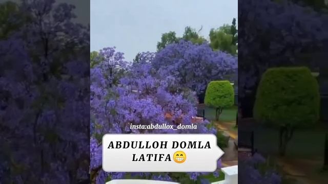 Латифа! смотреть онлайн