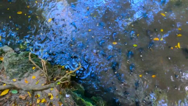 Доминикана.Grand Bavaro Princess Punta Cana 5* -- Тысячи черепах в отеле. смотреть онлайн