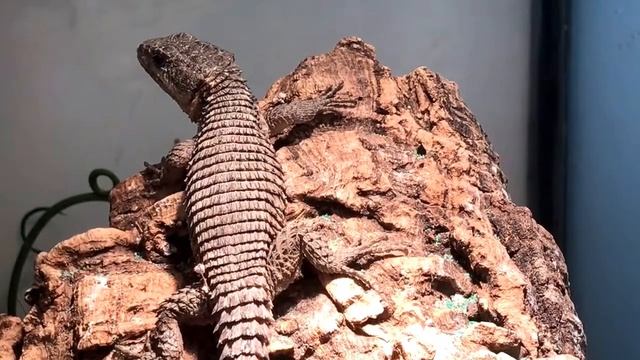 Gordelstaarthagedis (Cordylus Tropidosternum) bij Welle Diertotaal смотреть онлайн