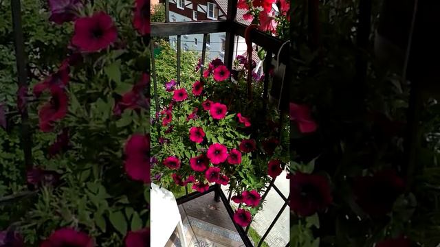 Калининград/Пионерский/Мои цветы на балконе. смотреть онлайн