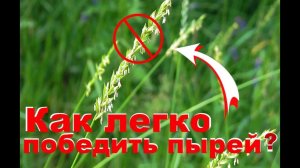 Как уничтожить пырей раз и навсегда? Все способы победить пырей на даче!