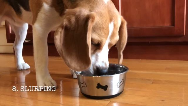 18 Sounds A Beagle Makes In Under 4 Minutes