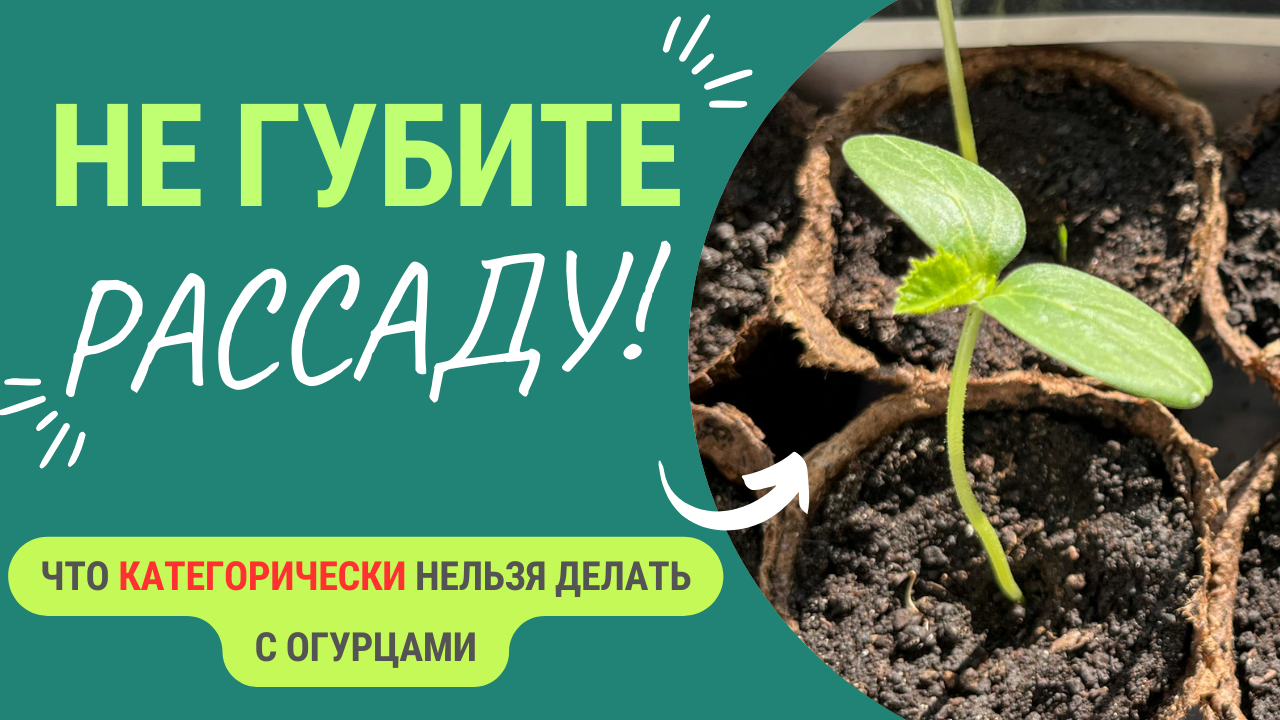 Не потеряйте рассаду! Что категорически нельзя делать с огурцами смотреть онлайн
