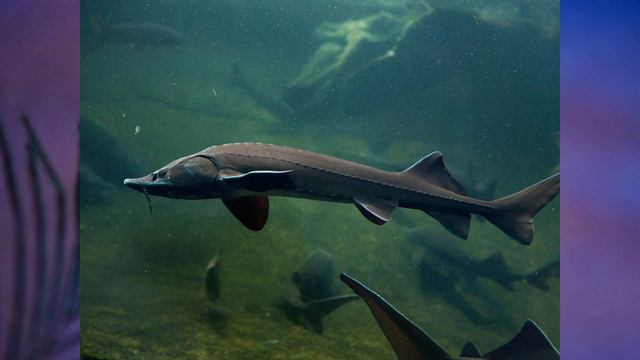 §43 "Учимся с "Полярной звездой"(7), География 9 класс, Полярная звезда смотреть онлайн